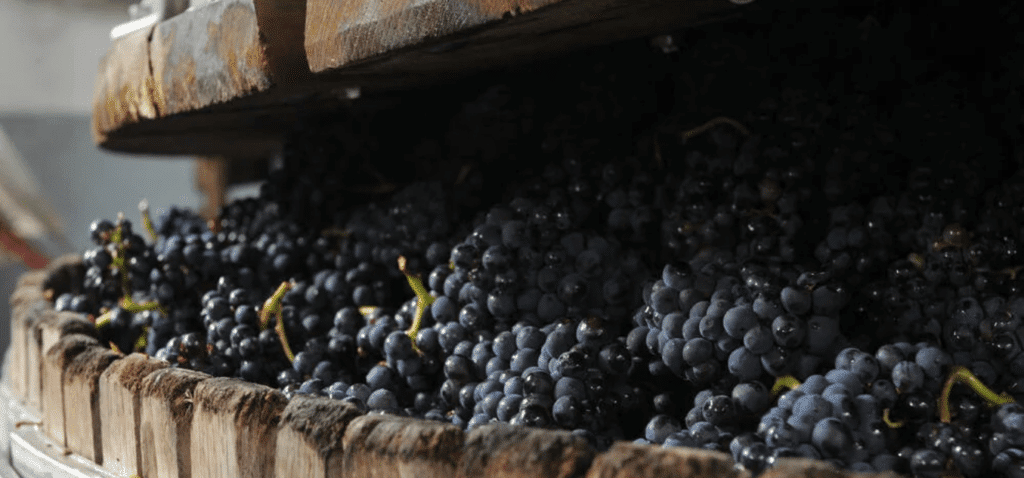 Champagne 3 Raisin pressoir
