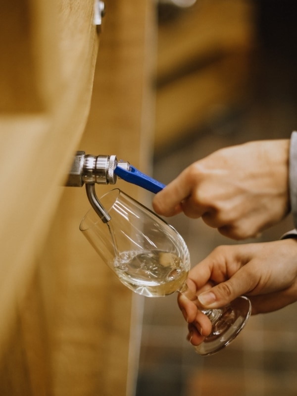degustation champagne cooperative