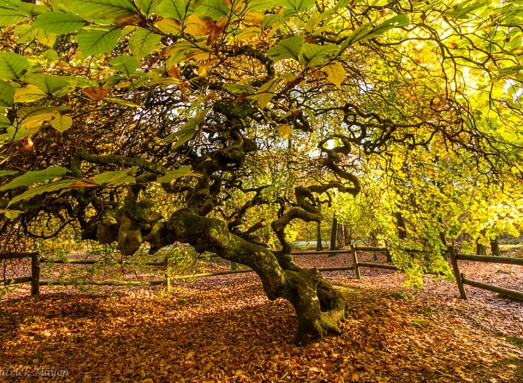 faux de verzy automne