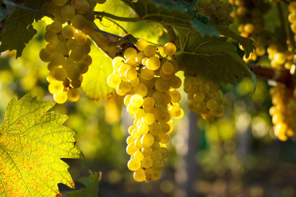raisin blanc de blancs